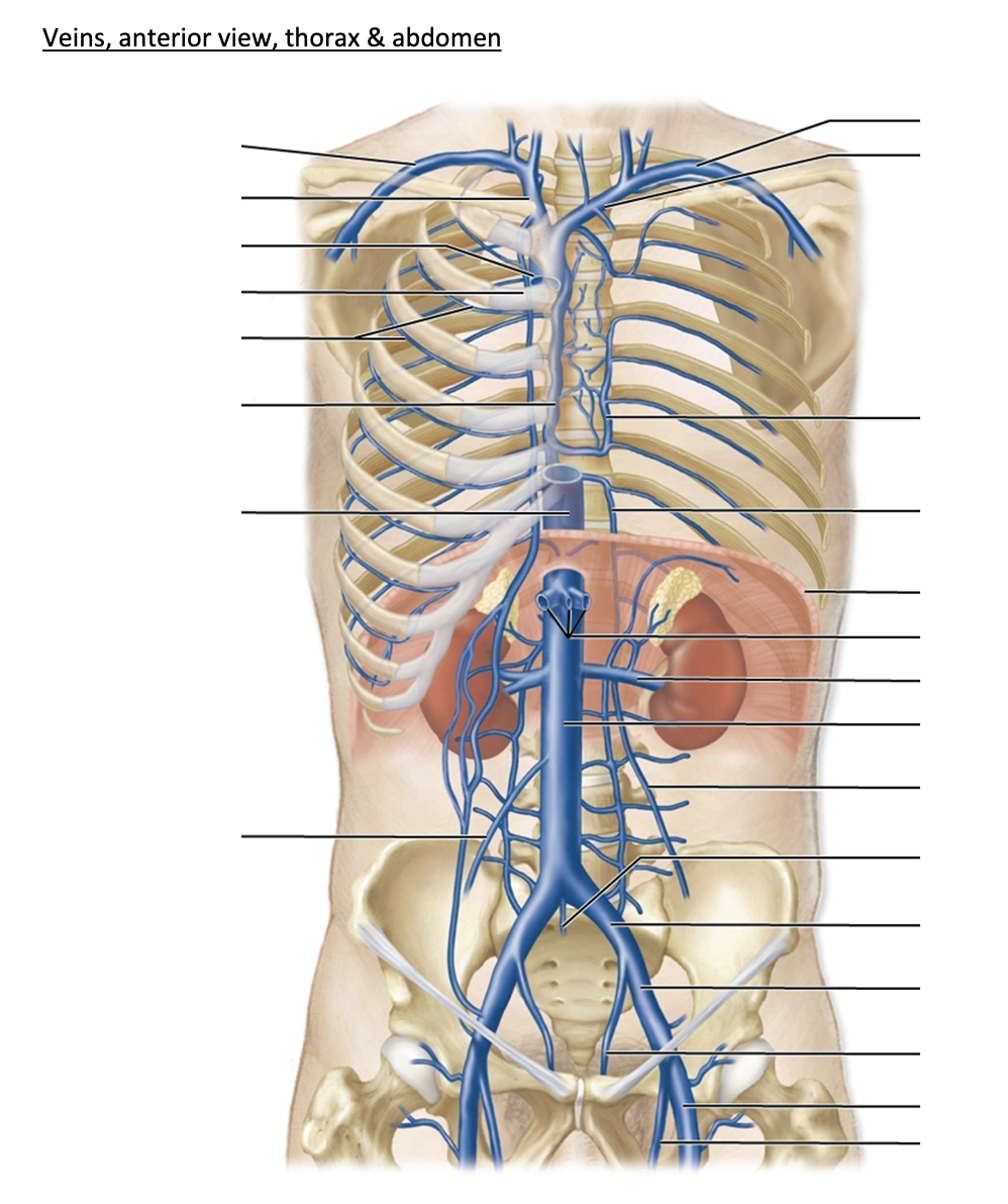 Solved Veins, anterior view D Superficial veins Veins, | Chegg.com