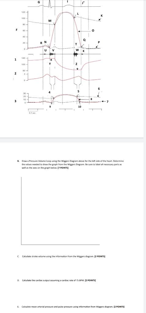 Solved C. Calculate stroke volume using the information from | Chegg.com