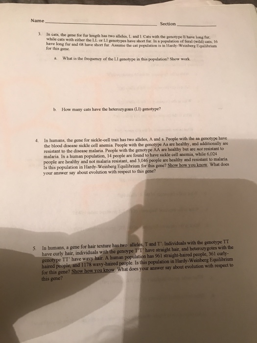 Solved In cats, the gene for fur length has two alleles L