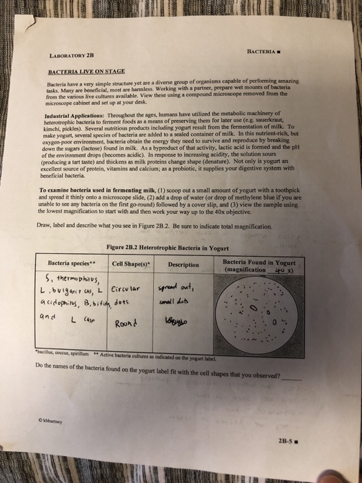 BACTERIA LABORATORY 2B BACTERIALIVE ON STAGE Bacteria