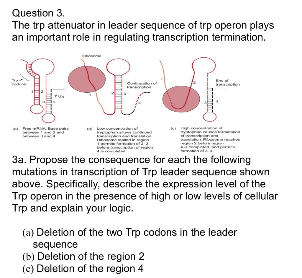 Question 3. The trp attenuator in leader sequence of