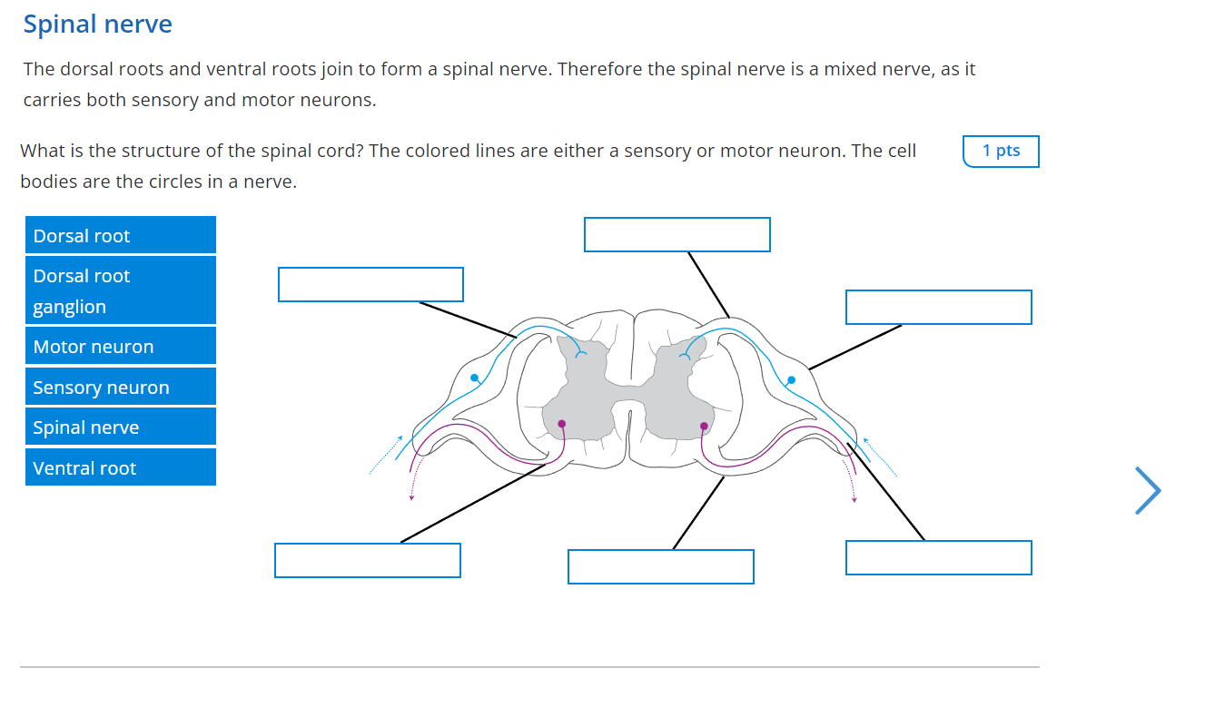 solved-spinal-nerve-the-dorsal-roots-and-ventral-roots-join-chegg