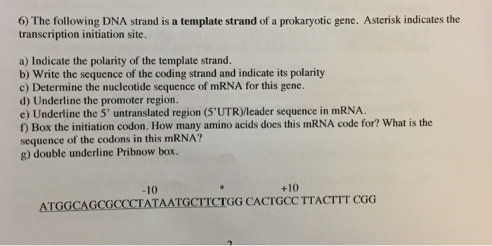 Solved The following DNA strand is a template strand of a Chegg com