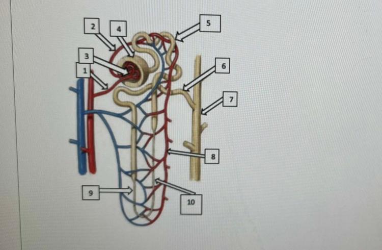 Solved label the parts and the function that occurs there in | Chegg.com