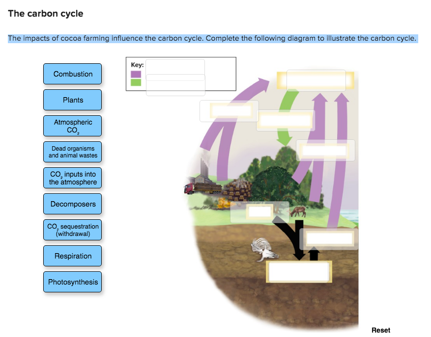 solved-the-carbon-cycle-the-impacts-of-cocoa-farming-chegg