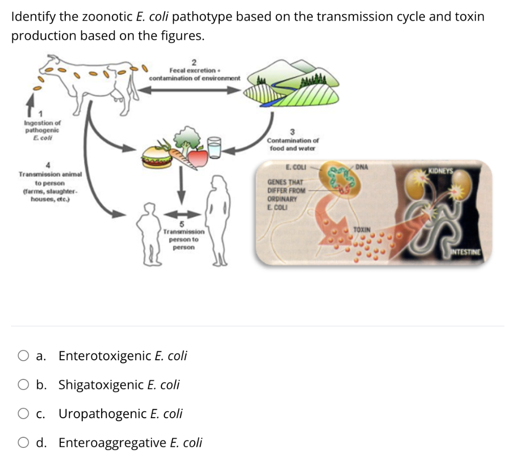 Identify the zoonotic E. coli pathotype based on the transmission cycle and toxin production based on the figures.
a. Enterot