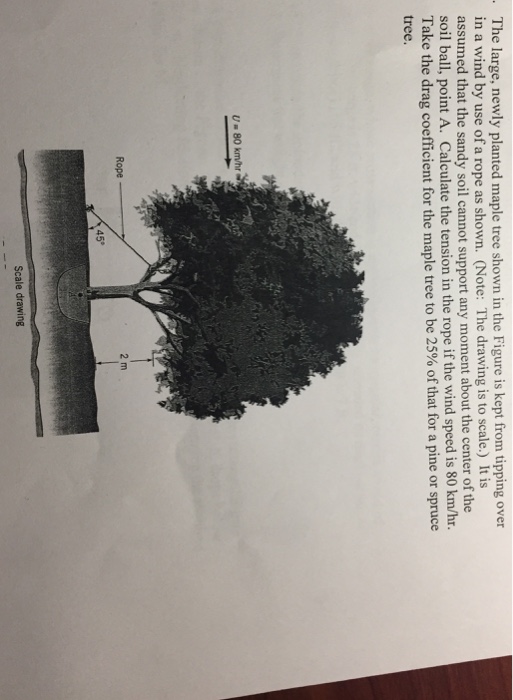 Solved The large, newly planted maple tree shown in the | Chegg.com