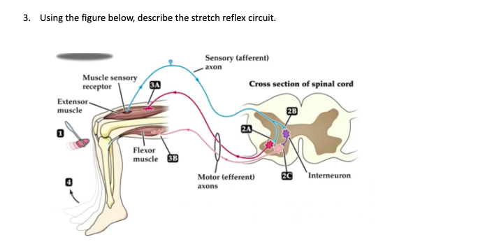 Solved 3. Using the figure below, describe the stretch | Chegg.com