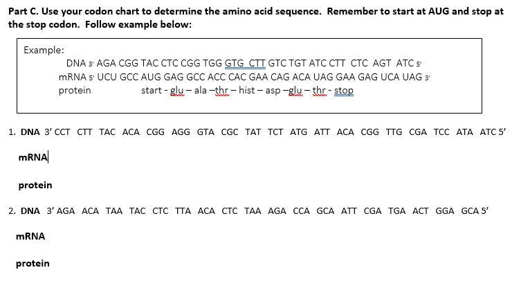 Solved Use Your Codon Chart To Determine The Amino Acid Chegg Com