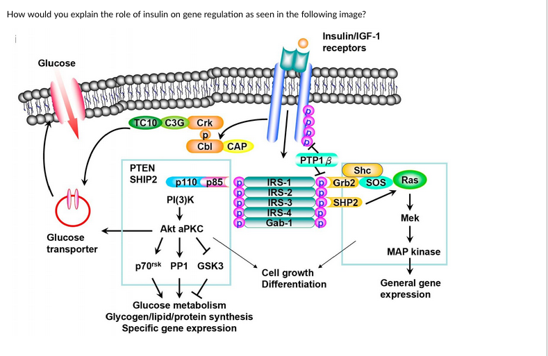 Solved How would you explain the role of insulin on gene | Chegg.com