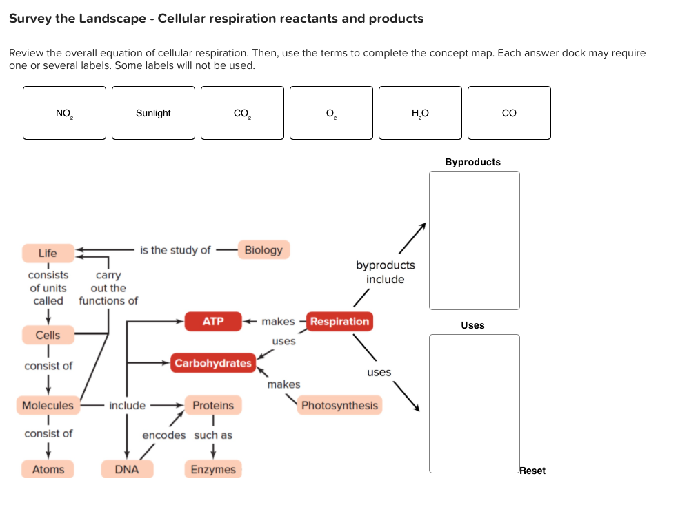 Cellular Respiration Chart Answers