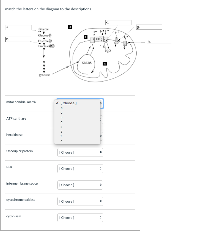 Solved match the letters on the diagram to the descriptions. | Chegg.com