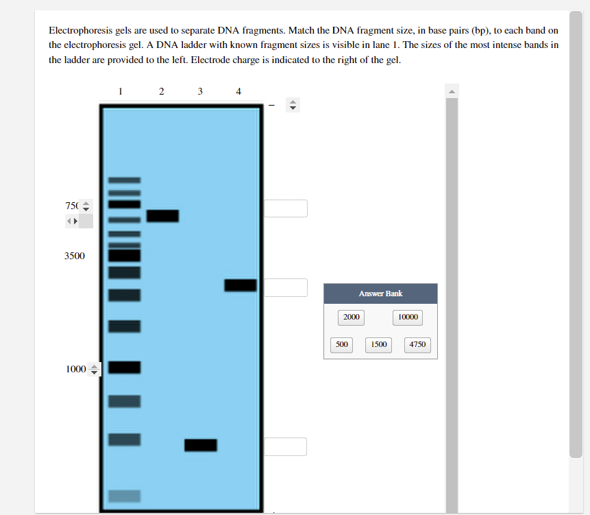 Solved Electrophoresis gels are used to separate DNA | Chegg.com