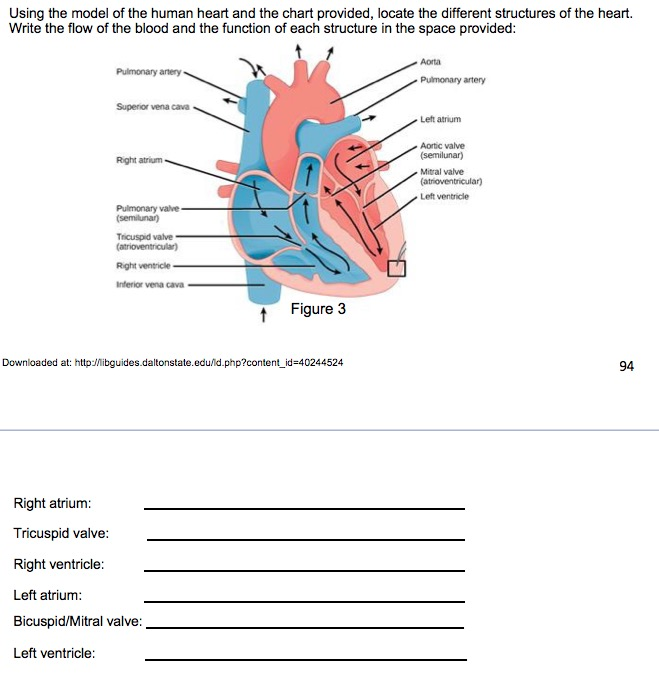 Solved Using the model of the human heart and the chart | Chegg.com