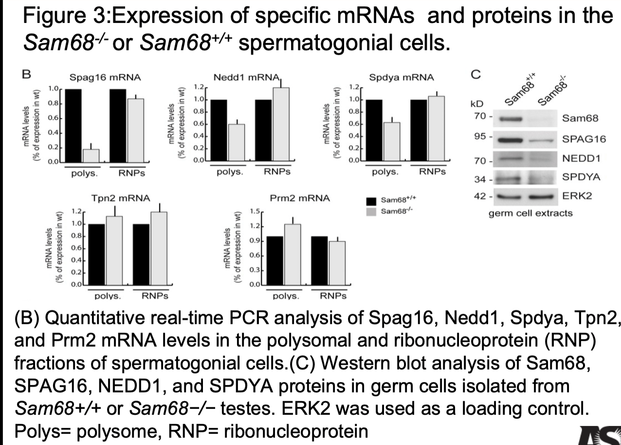 Solved The translational efficiency of mRNAs is altered by | Chegg.com