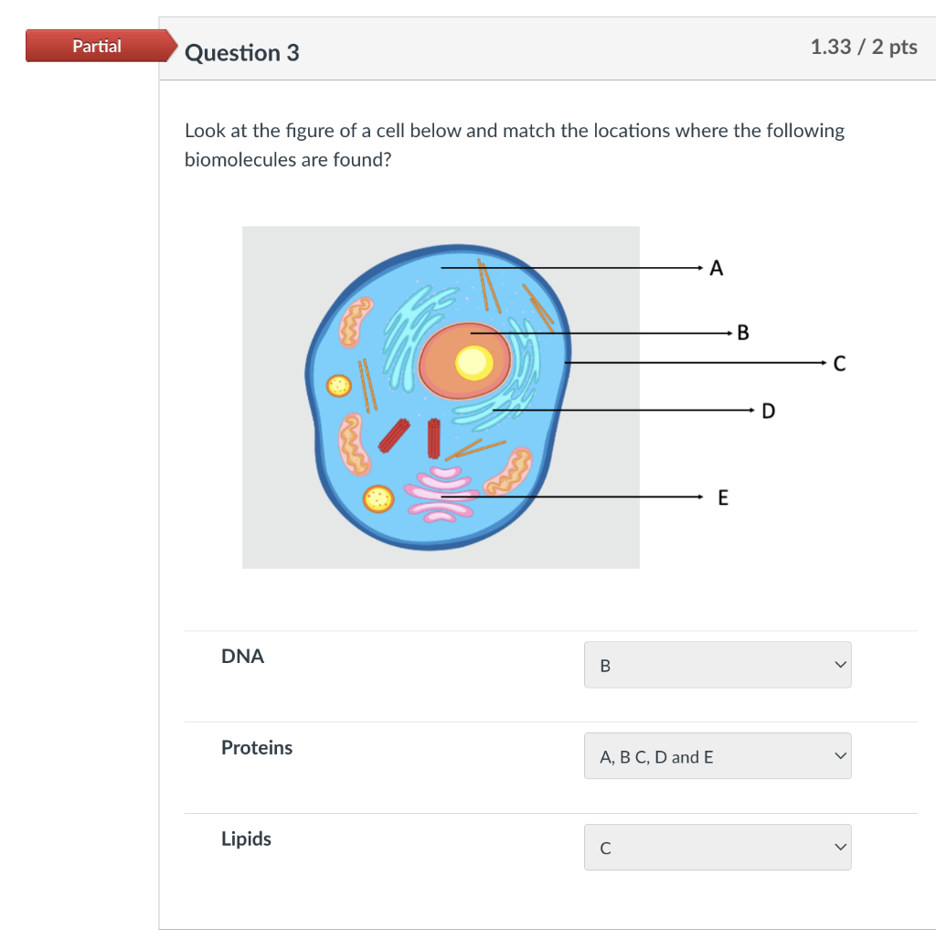 Solved Look at the figure of a cell below and match the | Chegg.com