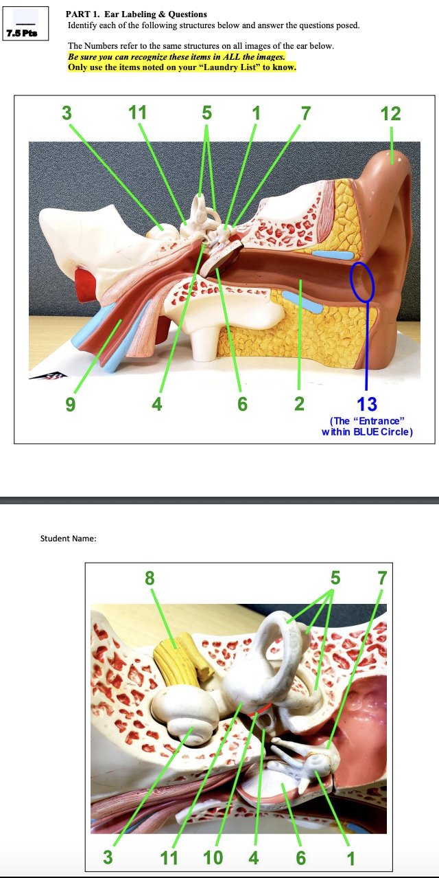 PART 1. ﻿Ear Labeling & QuestionsIdentify each of the | Chegg.com