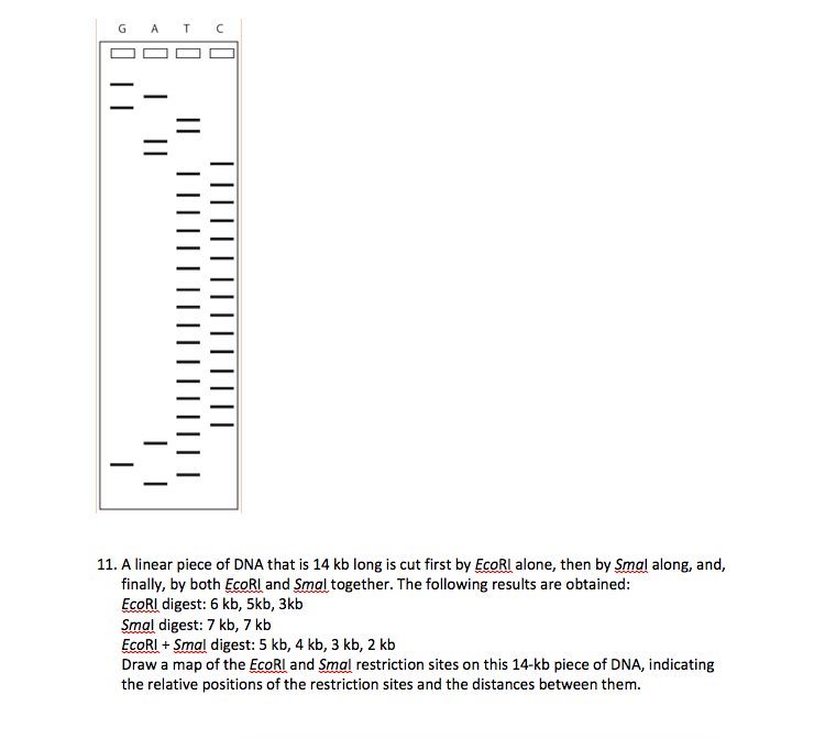 Solved 11. A linear piece of DNA that is 14 kb long is cut | Chegg.com