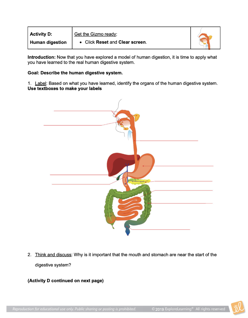 student-exploration-digestive-system-gizmos-answers-digestive-system