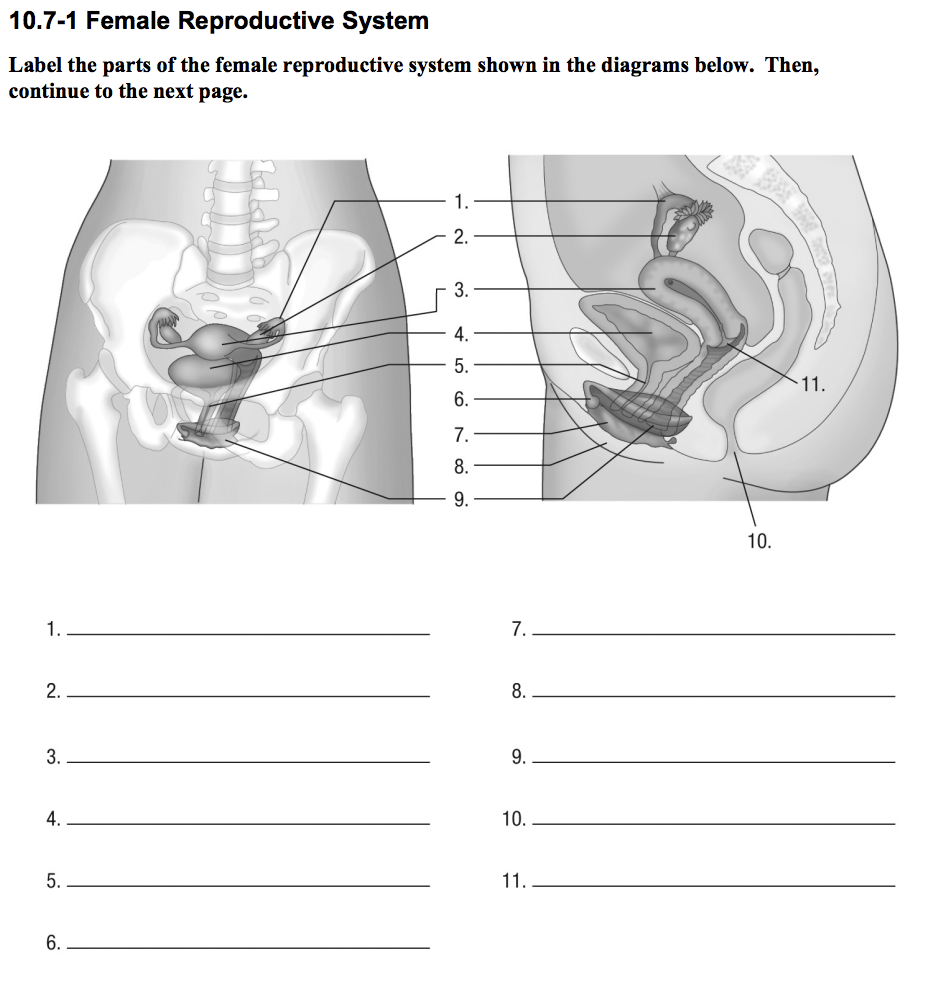 female reproductive system diagram with labels