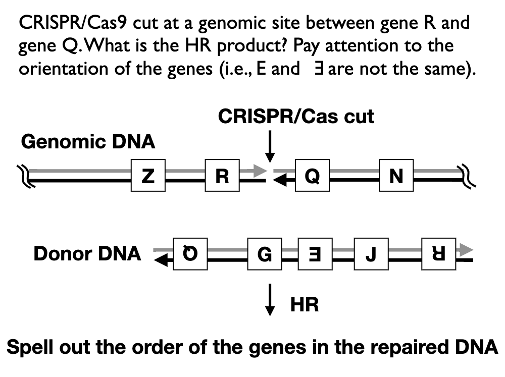 Solved crispr cas 9 cut at genomic site between gene R and | Chegg.com