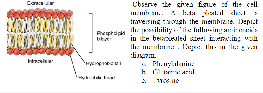 Solved Extracellular Phospholipid bilayer Observe the given | Chegg.com