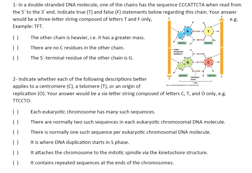 Solved 1 In A Double Stranded Dna Molecule One Of The C Chegg Com