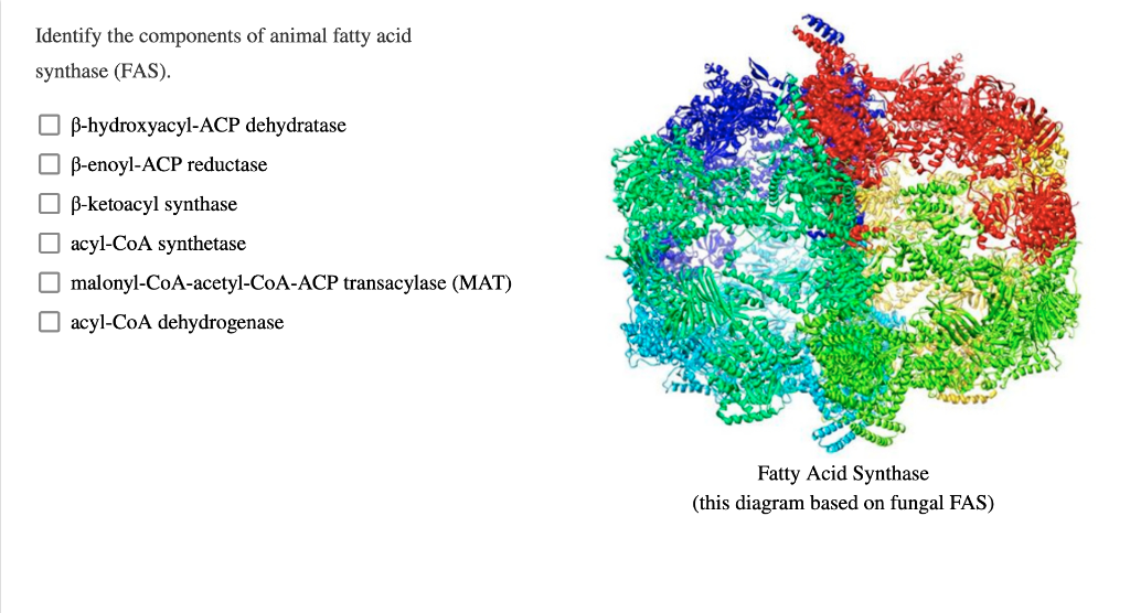 Solved Identify the components of animal fatty acid synthase | Chegg.com
