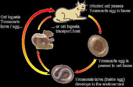 toxocara cati life cycle