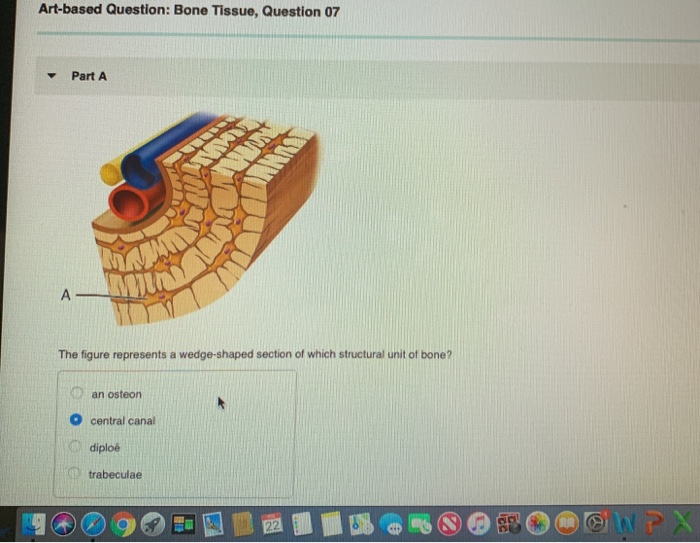 Solved Artbased Question Bone Tissue, Question 07 Part A