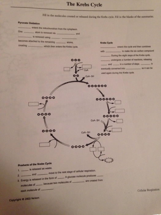 Solved The Krebs Cycle Fill In The Molecules Created Or | Chegg.com