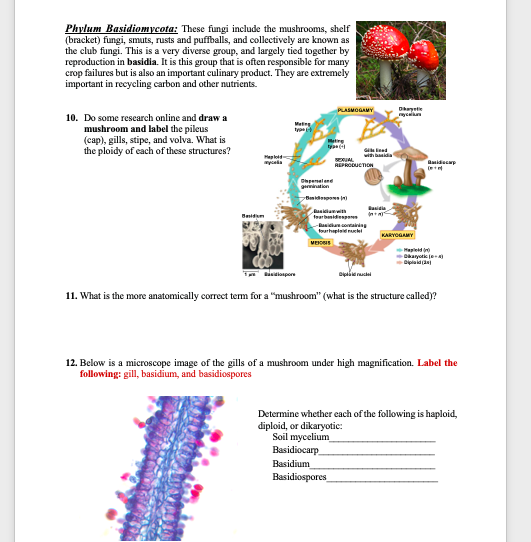 5 What Stage Structure Of Zygomycoya Is Diploid Chegg Com