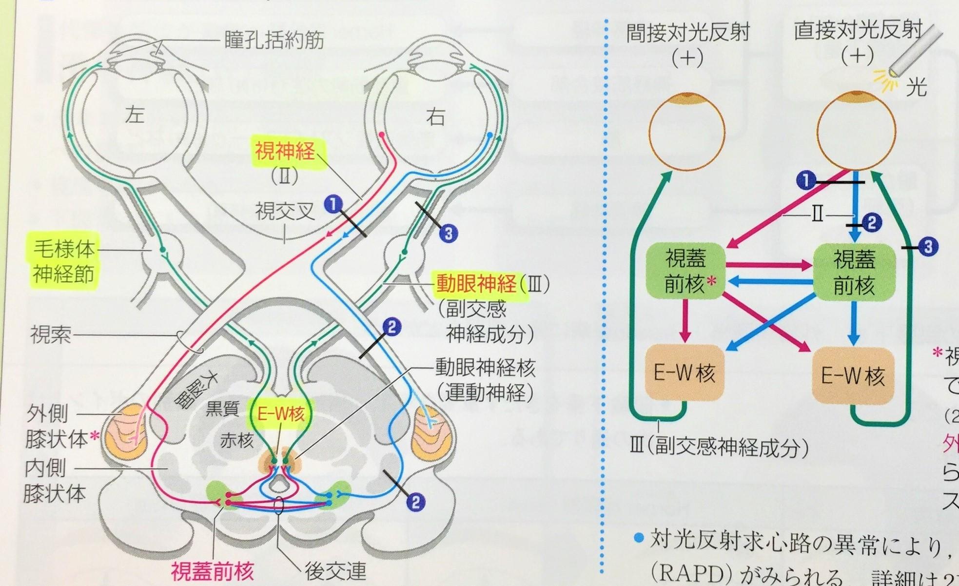 角膜反射