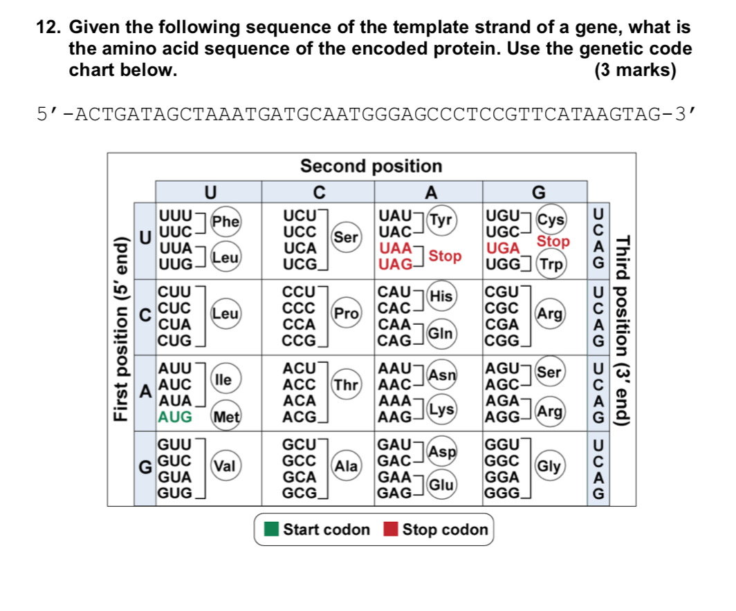 Amino Sequence Chart