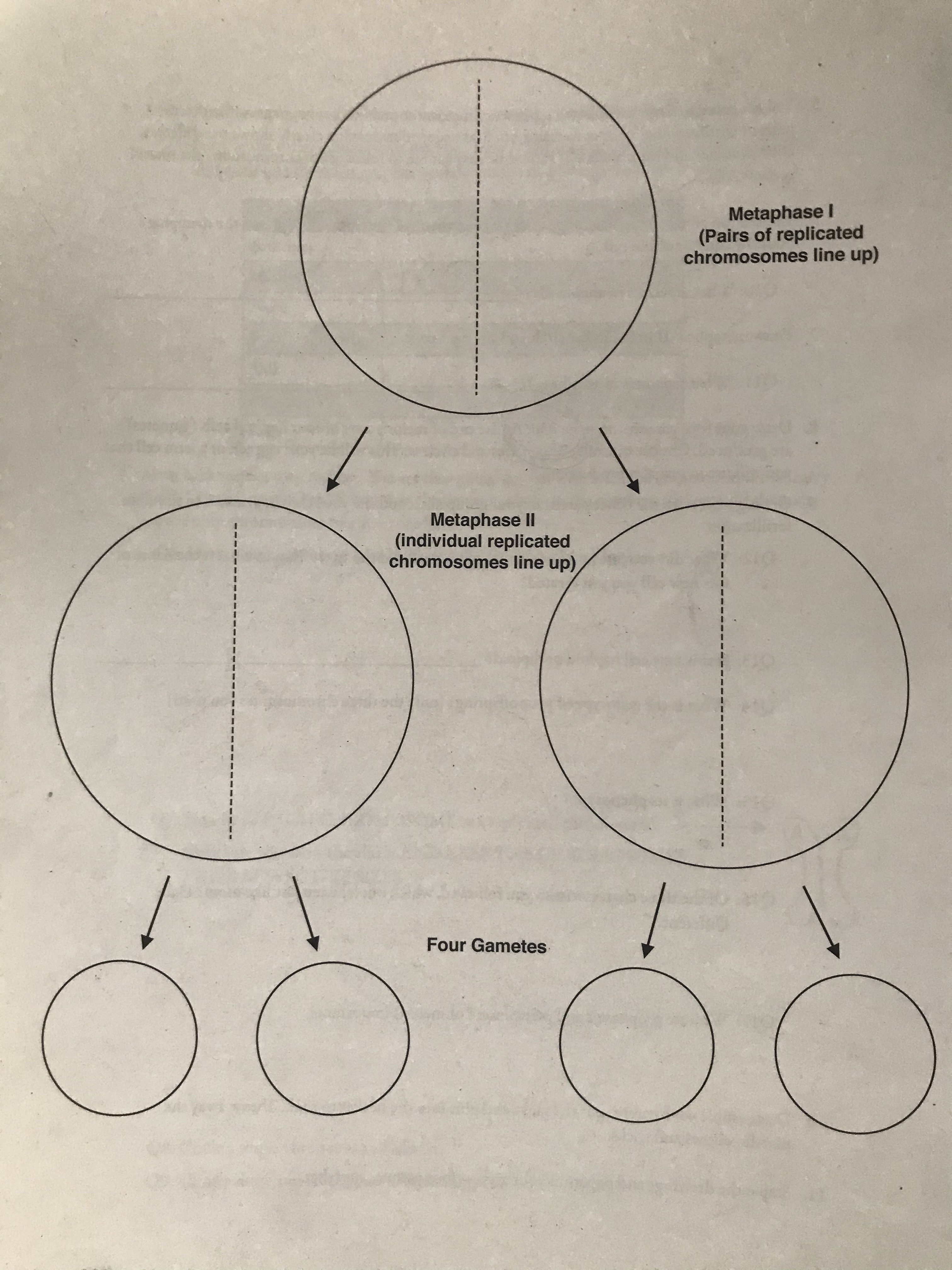Solved Drawing the stages of meiosisNext you are going to Chegg com
