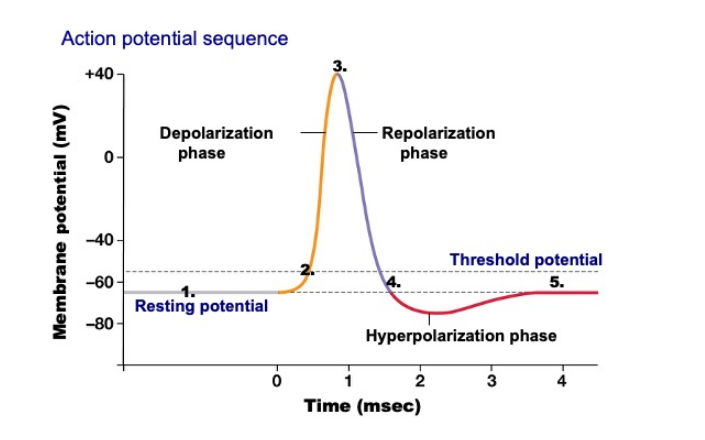 depolarization action potential