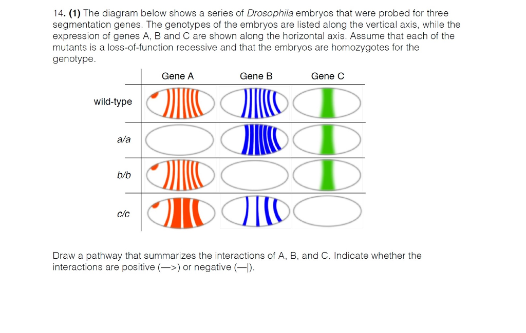 Solved 14. (1) The diagram below shows a series of | Chegg.com