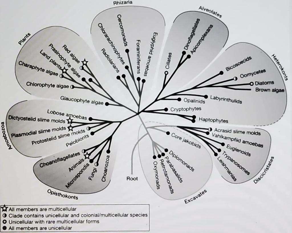 Solved 1. This phylogeny shows the origins of | Chegg.com