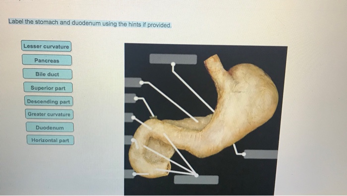 Anatomy And Physiology Archive | March 30, 2018 | Chegg.com