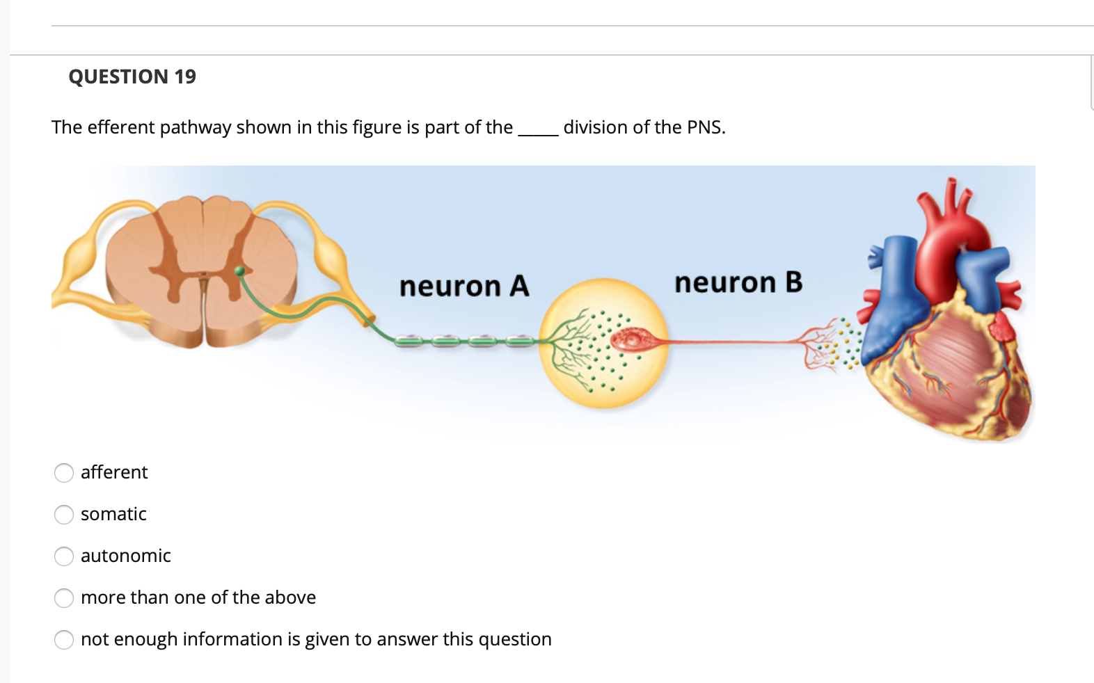 Solved QUESTION 19 The efferent pathway shown in this figure | Chegg.com