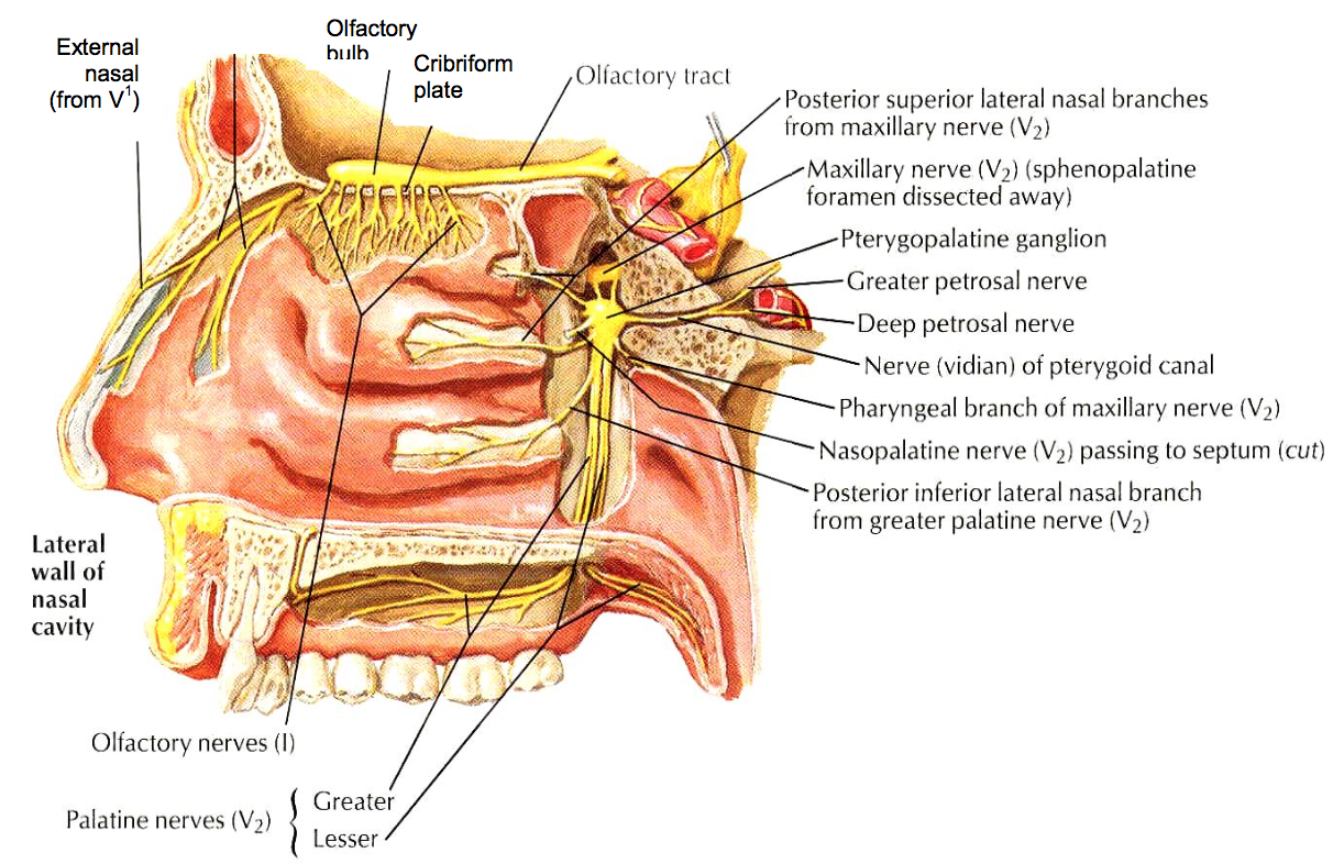 palatine nerve