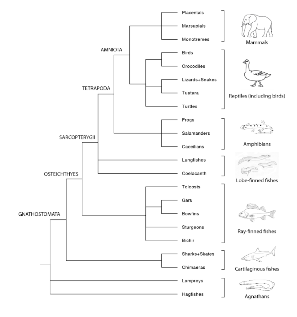 Solved How many polytomous nodes are on the tree? A.17 B. 6 | Chegg.com