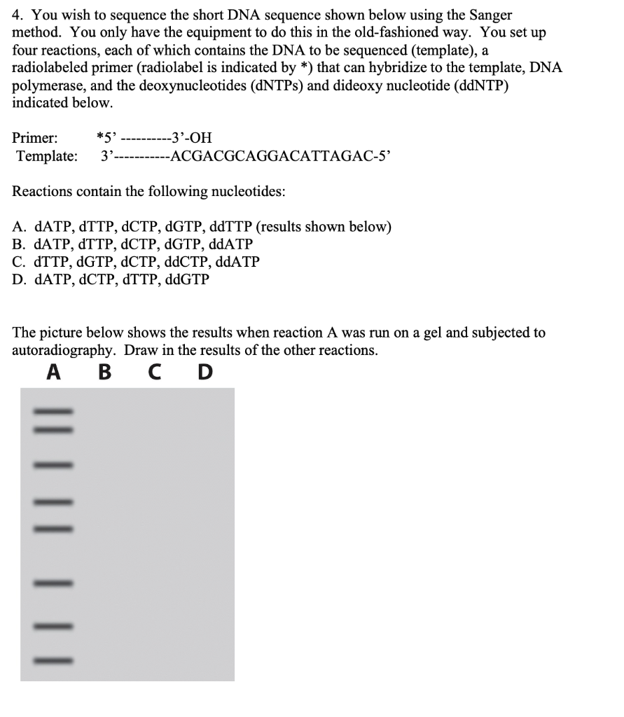 4. You wish to sequence the short DNA sequence shown below using the Sanger method. You only have the equipment to do this in