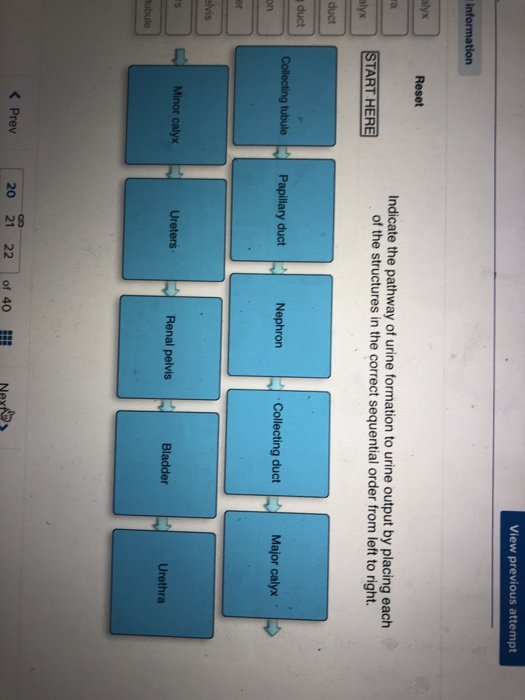 Pathway Of Urine