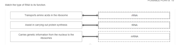 Solved Match The Type Of Rna To Its Function Chegg Solved Match The Type Of Rna To Its Function Chegg