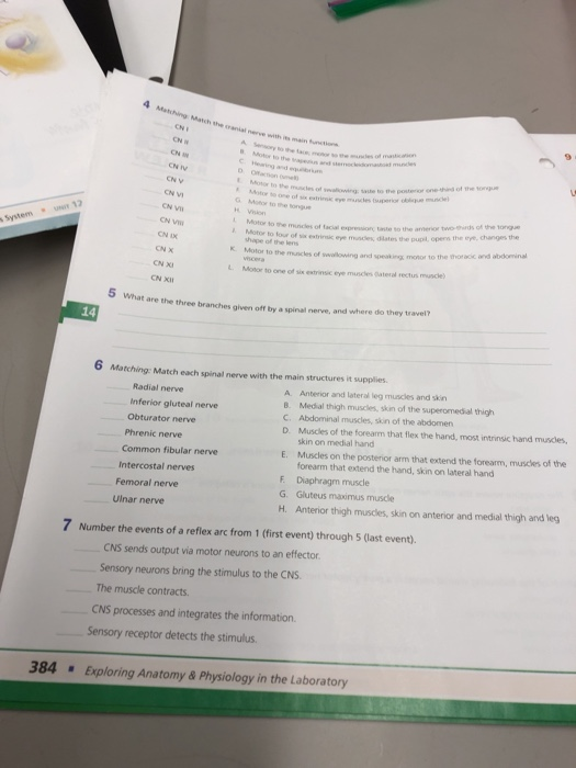 Solved 9 Fill in the blanks: The spinal cord extends from | Chegg.com