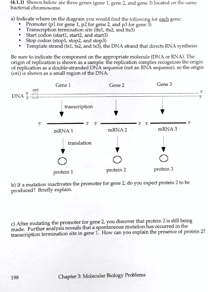 Solved Shown Below Are Three Genes Gene Gene Chegg Com