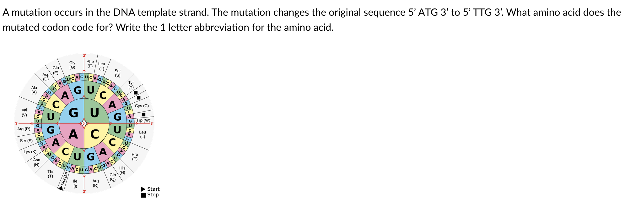 Solved A mutation occurs in the DNA template strand. The | Chegg.com