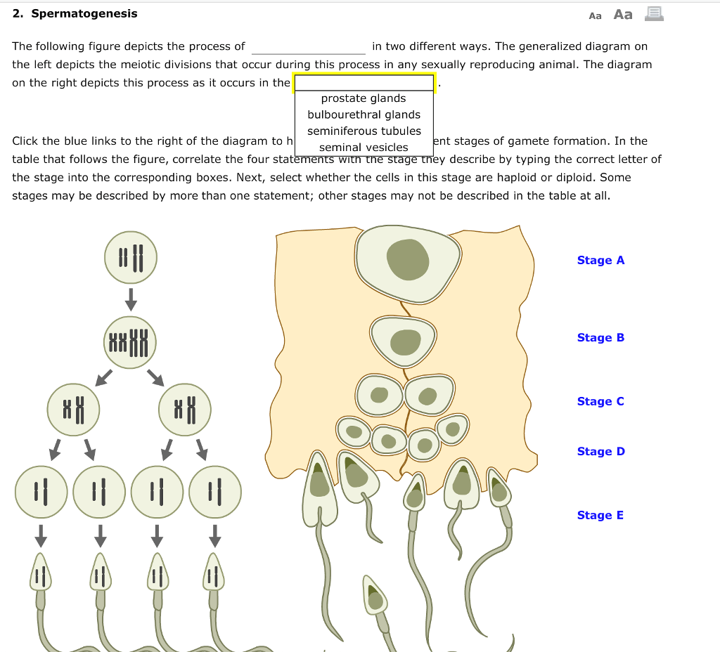 Process Of Spermatogenesis With Diagram Spermatogenesis Stag