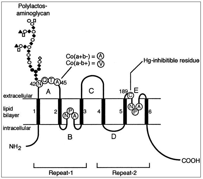 Solved The glycoside digitalin has been used to help in | Chegg.com